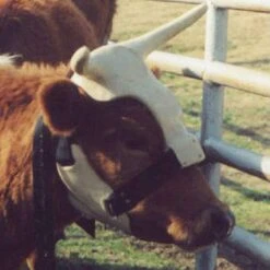 NRS Strap On Muley Horns -Western Cowboy Store ropinghorn2